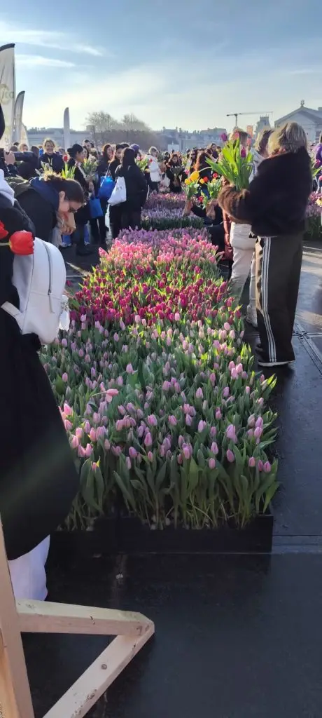 Tulip Day 2026 Amsterdam