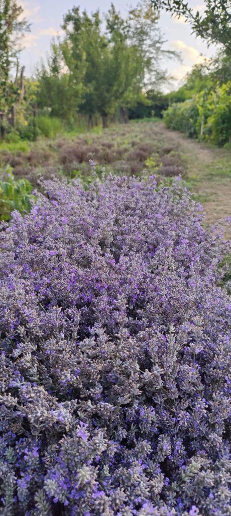Buchet de lavanda proaspata culeasa manual din plantatia Fleurir Iasi