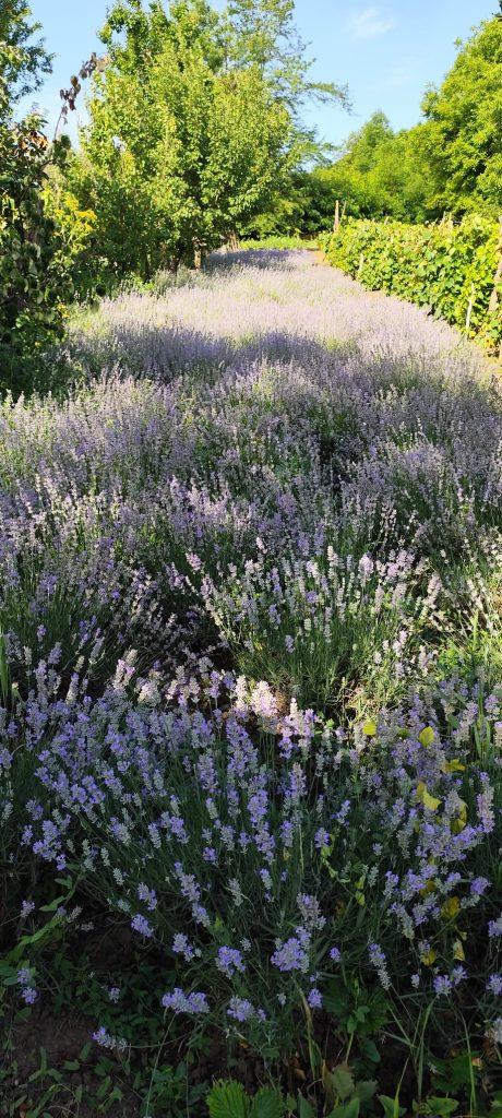 Buchet de lavanda proaspata culeasa manual din plantatia Fleurir Iasi