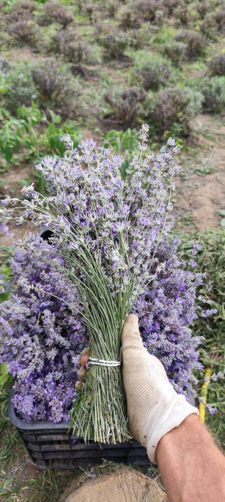 Buchet de lavanda proaspata culeasa manual din plantatia Fleurir Iasi